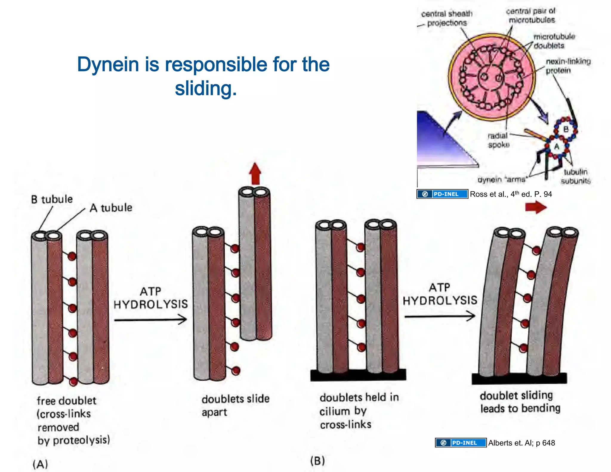 Dynein is responsible for the 
           sliding.
                   




                                 Ross et al., 4th ed. P. 94 




                                      Alberts et. Al; p 648
 
