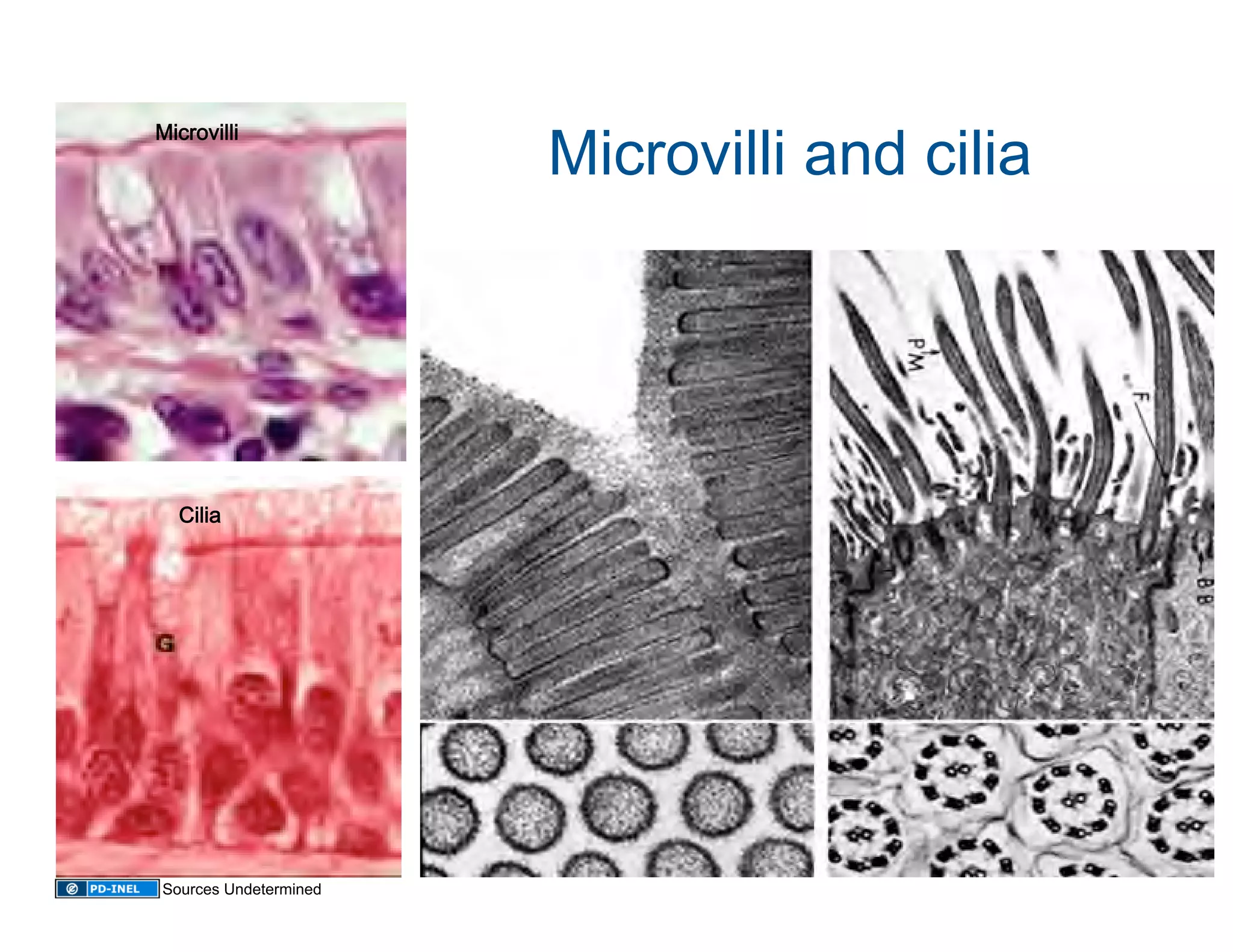 Microvilli and cilia 
Microvilli
          




  Cilia 




Sources Undetermined
 