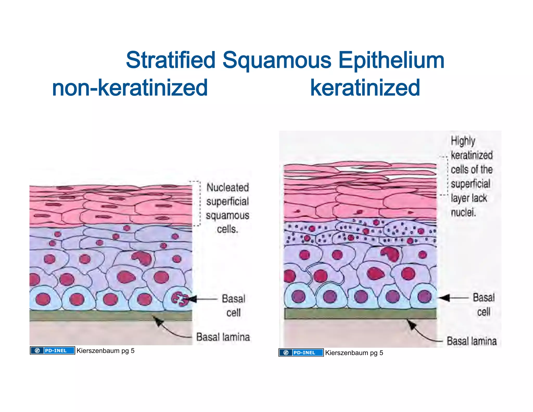            Stratified Squamous Epithelium 
 non-keratinized                keratinized  




   Kierszenbaum pg 5            Kierszenbaum pg 5
 