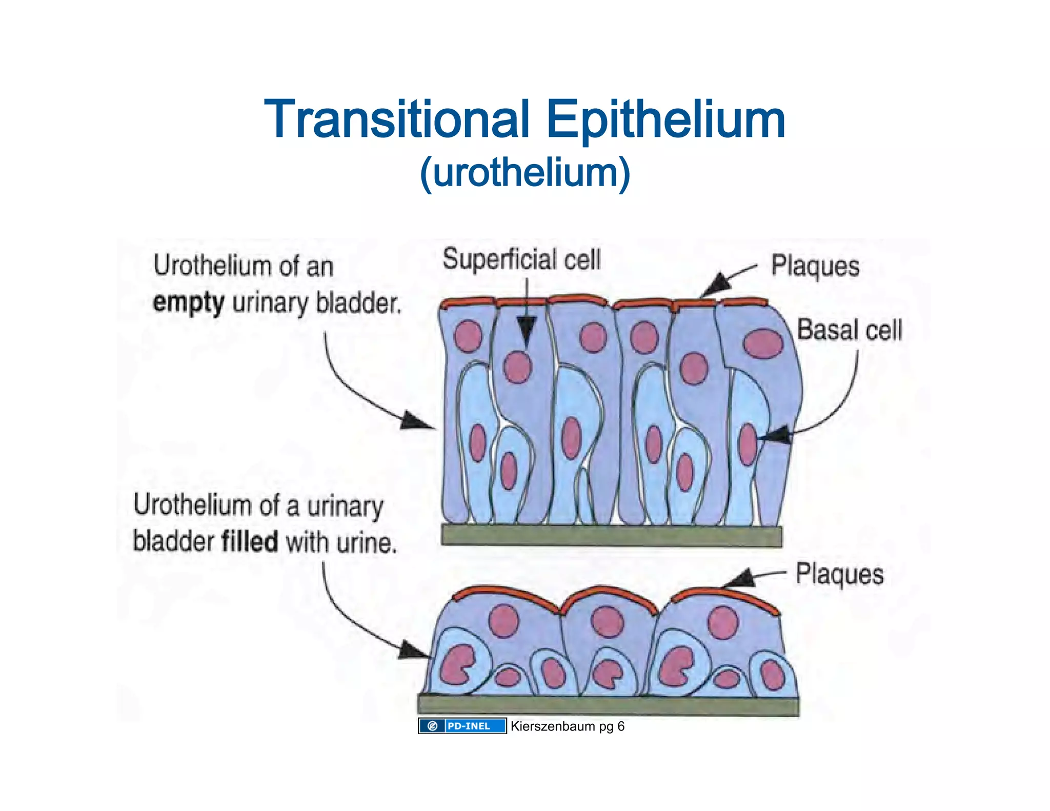 Transitional Epithelium 
       (urothelium)
                   




            Kierszenbaum pg 6
 
