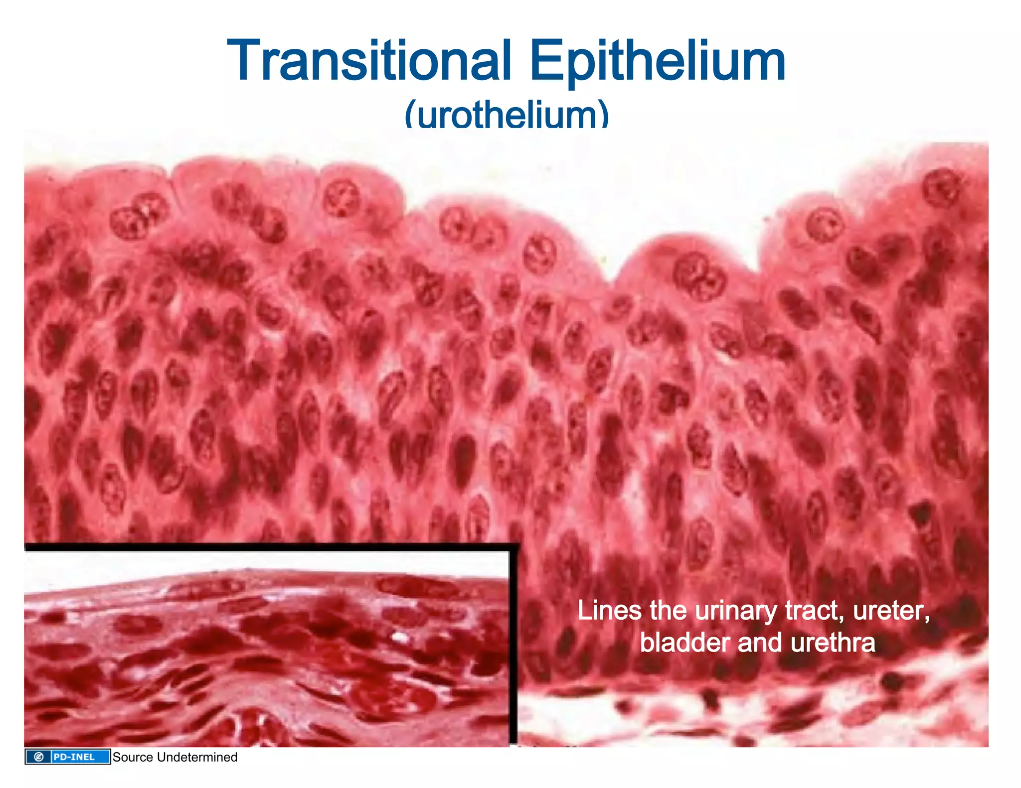 Transitional Epithelium 
                                    
                        (urothelium)




                                  Lines the urinary tract, ureter, 
                                       bladder and urethra   



Source Undetermined
 