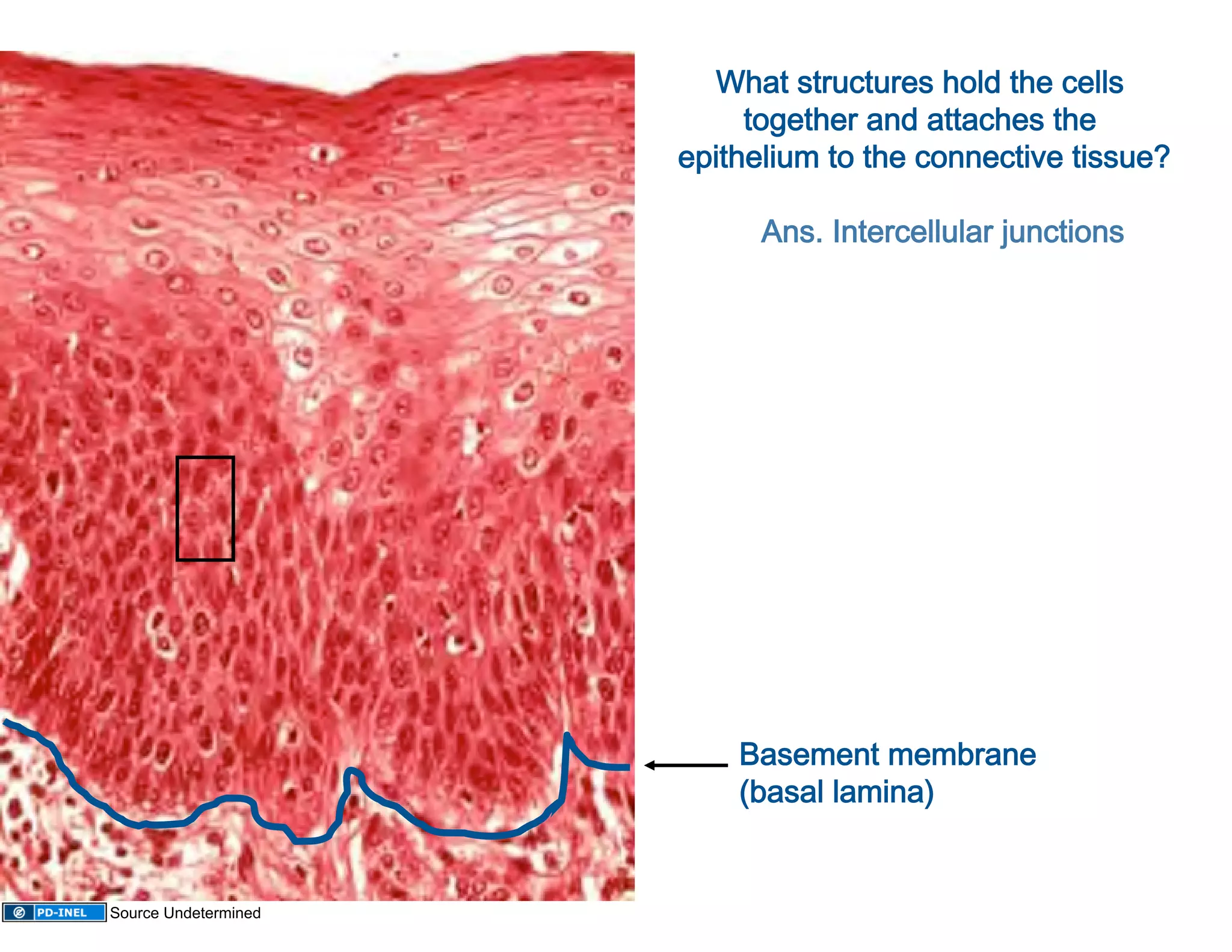 What structures hold the cells 
                           together and attaches the 
                      epithelium to the connective tissue? 
                                         
                             Ans. Intercellular junctions
                                                         




                          Basement membrane 
                          (basal lamina) 


Source Undetermined
 