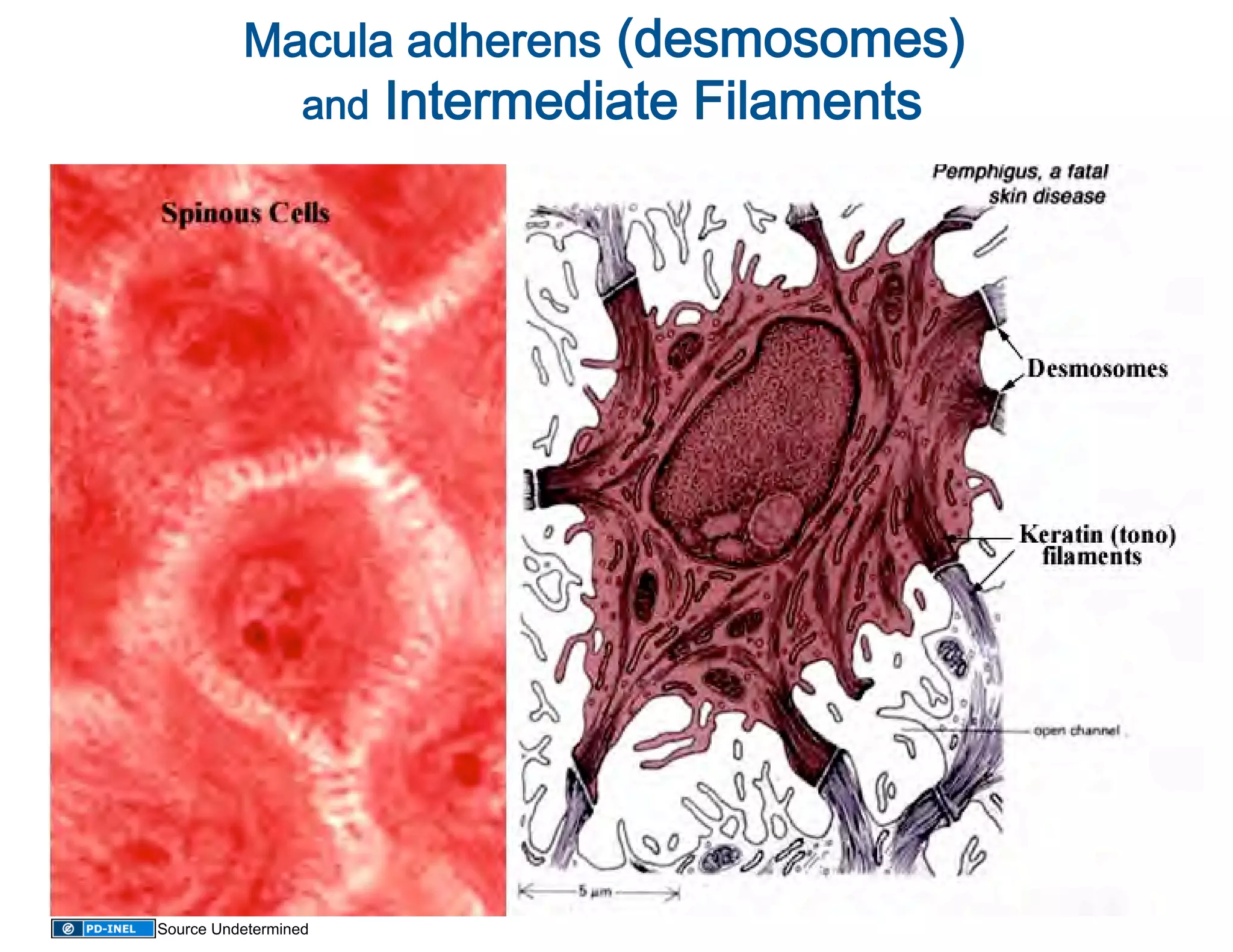 Macula adherens (desmosomes) 
                                       
                  and Intermediate Filaments
                                            
                               




Source Undetermined
 