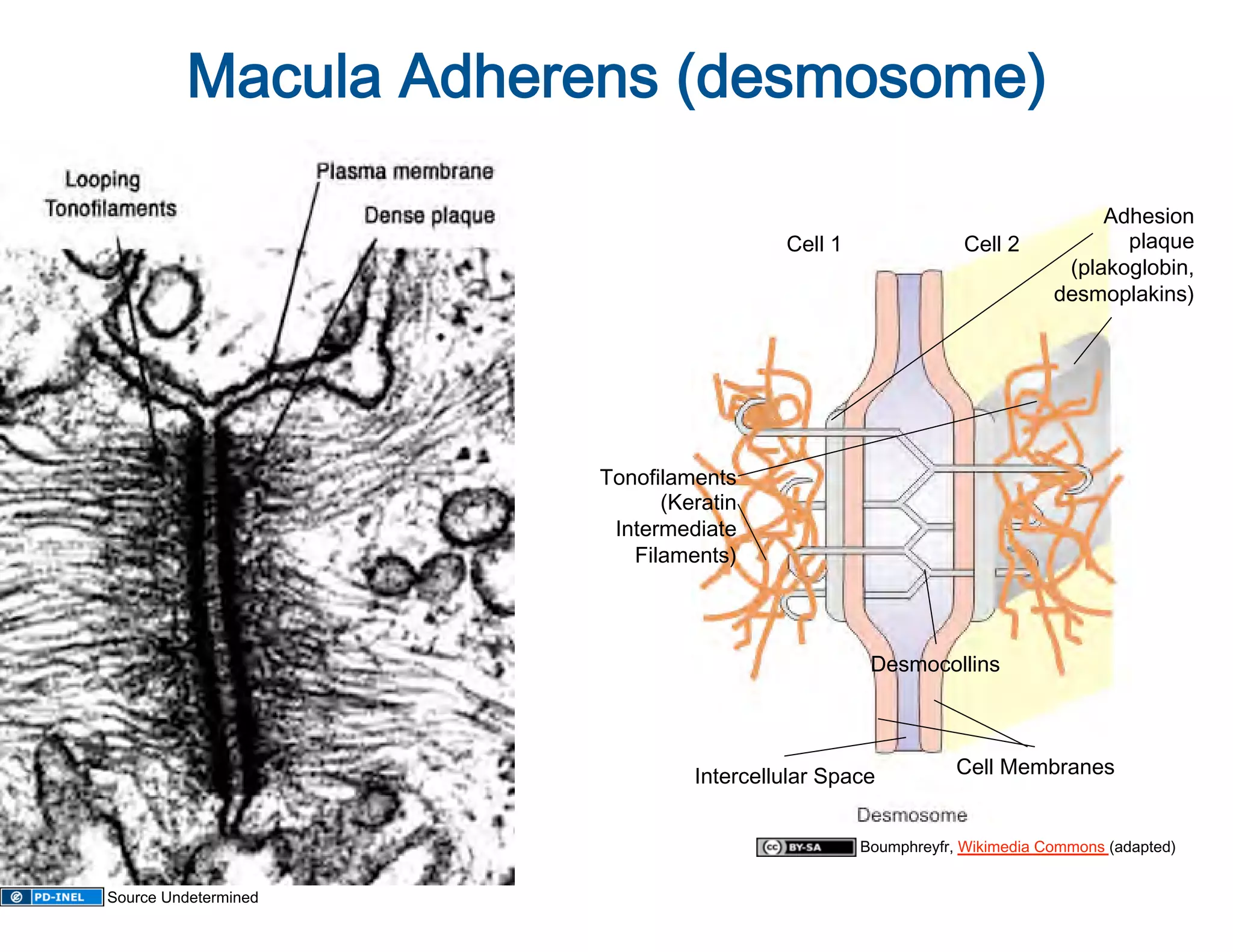 Macula Adherens (desmosome)
                                    

                                                                                Adhesion 
                                         Cell 1                 Cell 2            plaque 
                                                                            (plakoglobin,
                                                                                         
                                                                           desmoplakins) 




                      Tonofilaments  
                            (Keratin 
                       Intermediate  
                         Filaments)  




                                                    Desmocollins 




                                Intercellular Space            Cell Membranes 


                                                   Boumphreyfr, Wikimedia Commons (adapted) 


Source Undetermined
 