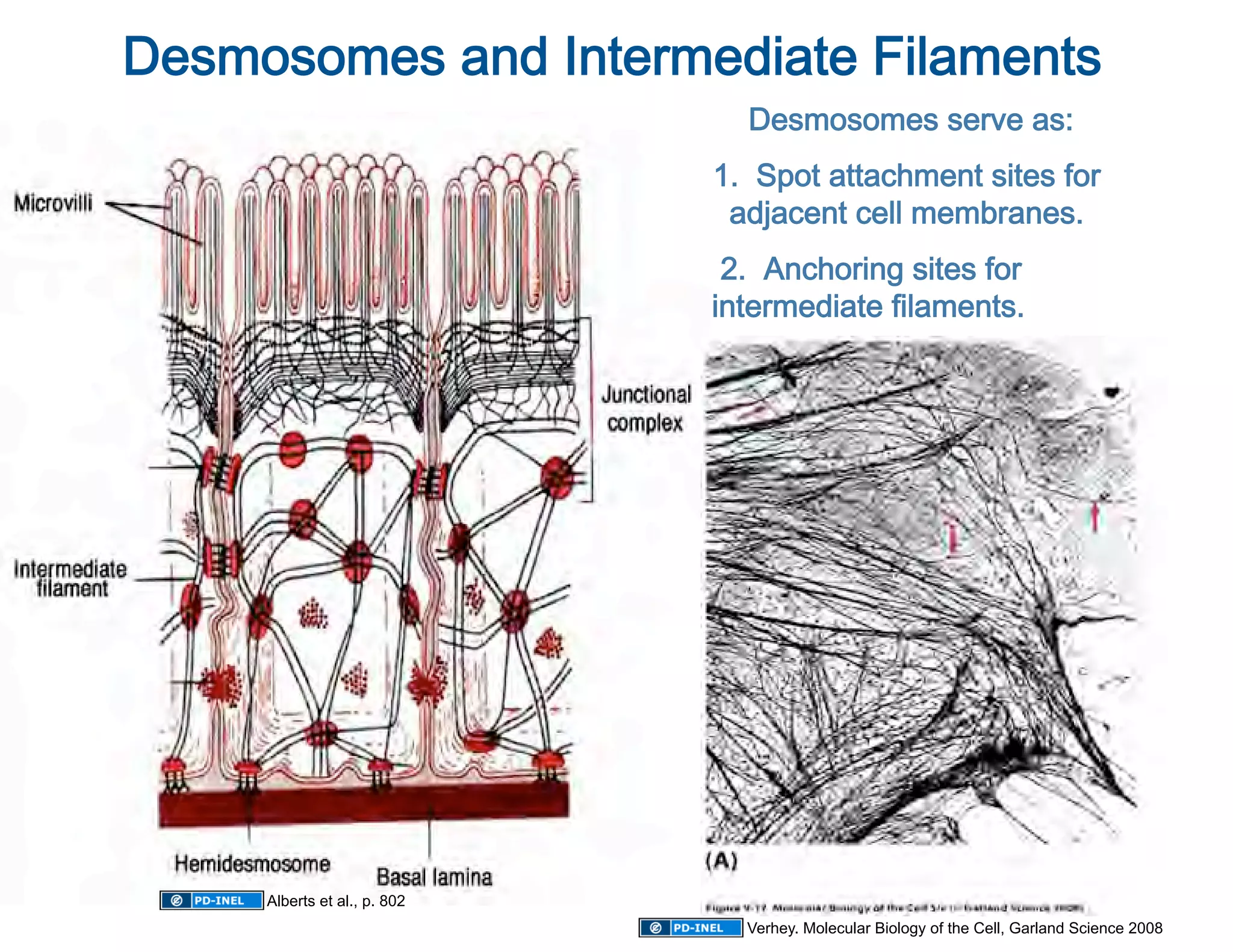  
Desmosomes and Intermediate Filaments
                                Desmosomes serve as:
                                                    
                              1.  Spot attachment sites for 
                               adjacent cell membranes.    
                               2.  Anchoring sites for 
                              intermediate filaments. 




     Alberts et al., p. 802
                                Verhey. Molecular Biology of the Cell, Garland Science 2008
 