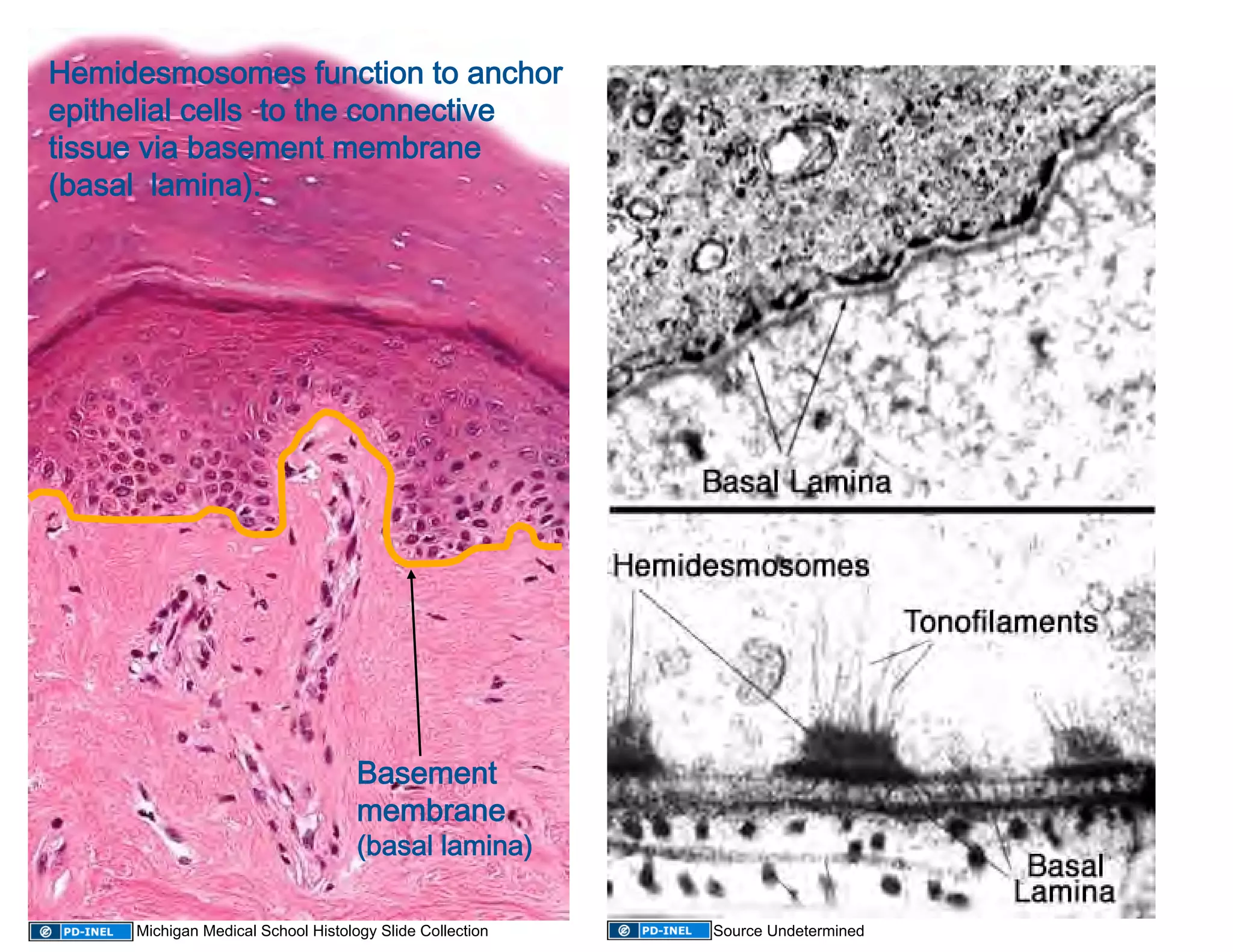 Hemidesmosomes function to anchor 
epithelial cells  to the connective 
tissue via basement membrane  
(basal  lamina). 




                                     Basement 
                                     membrane  
                                     (basal lamina) 

      Michigan Medical School Histology Slide Collection   Source Undetermined
 