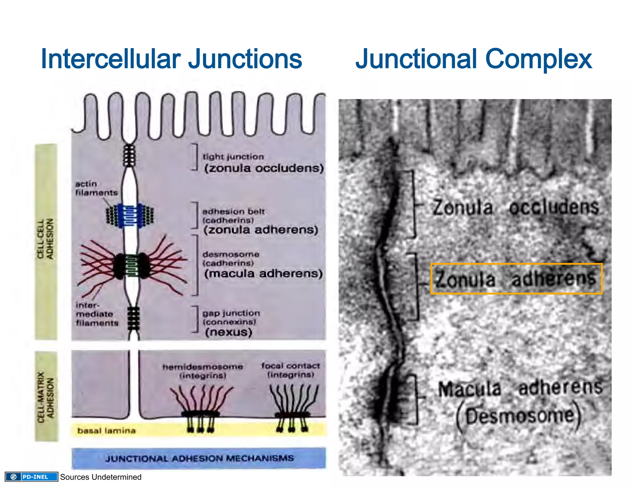  
Intercellular Junctions       Junctional Complex




 Sources Undetermined
 