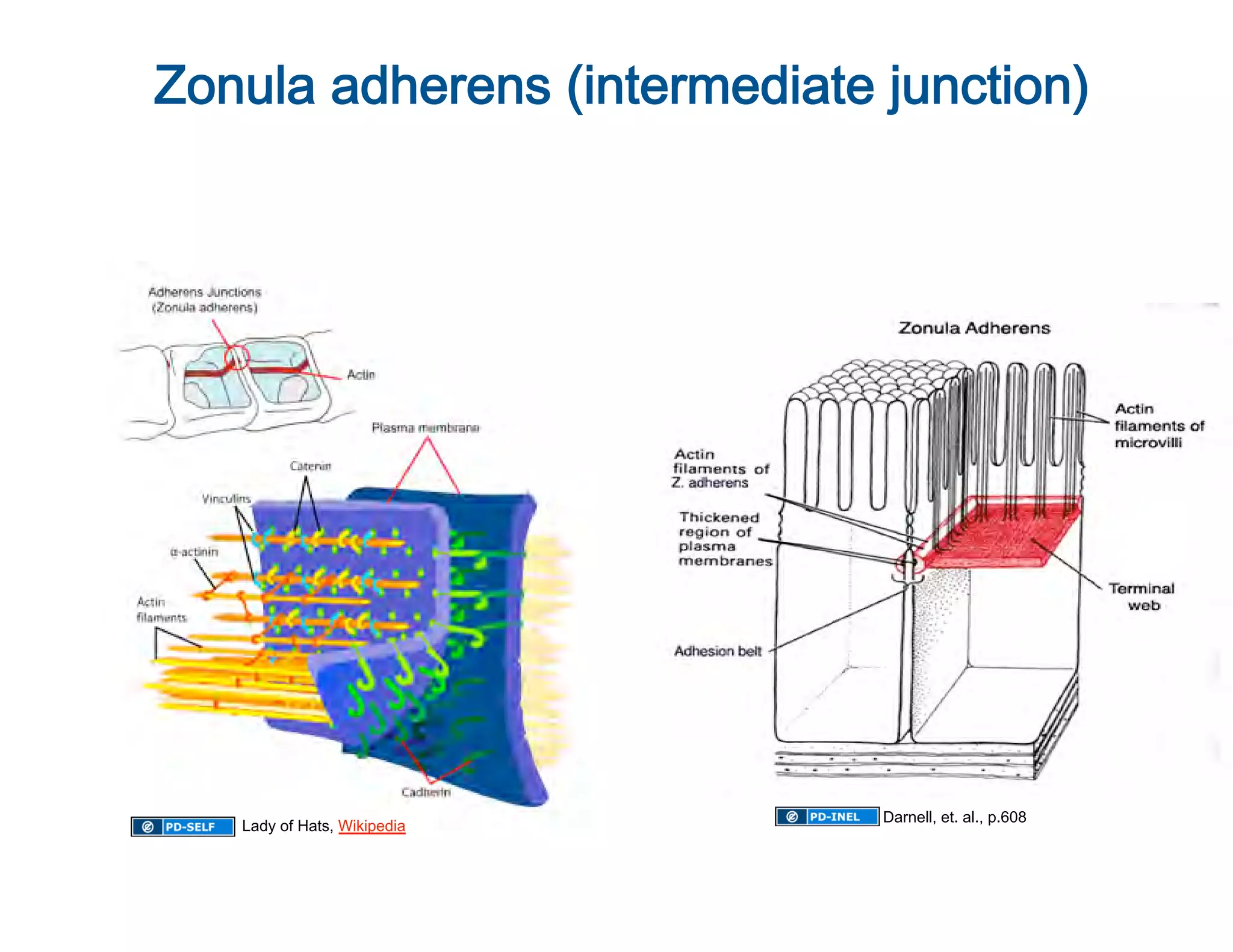 Zonula adherens (intermediate junction)
                                       




                              Darnell, et. al., p.608
   Lady of Hats, Wikipedia
 