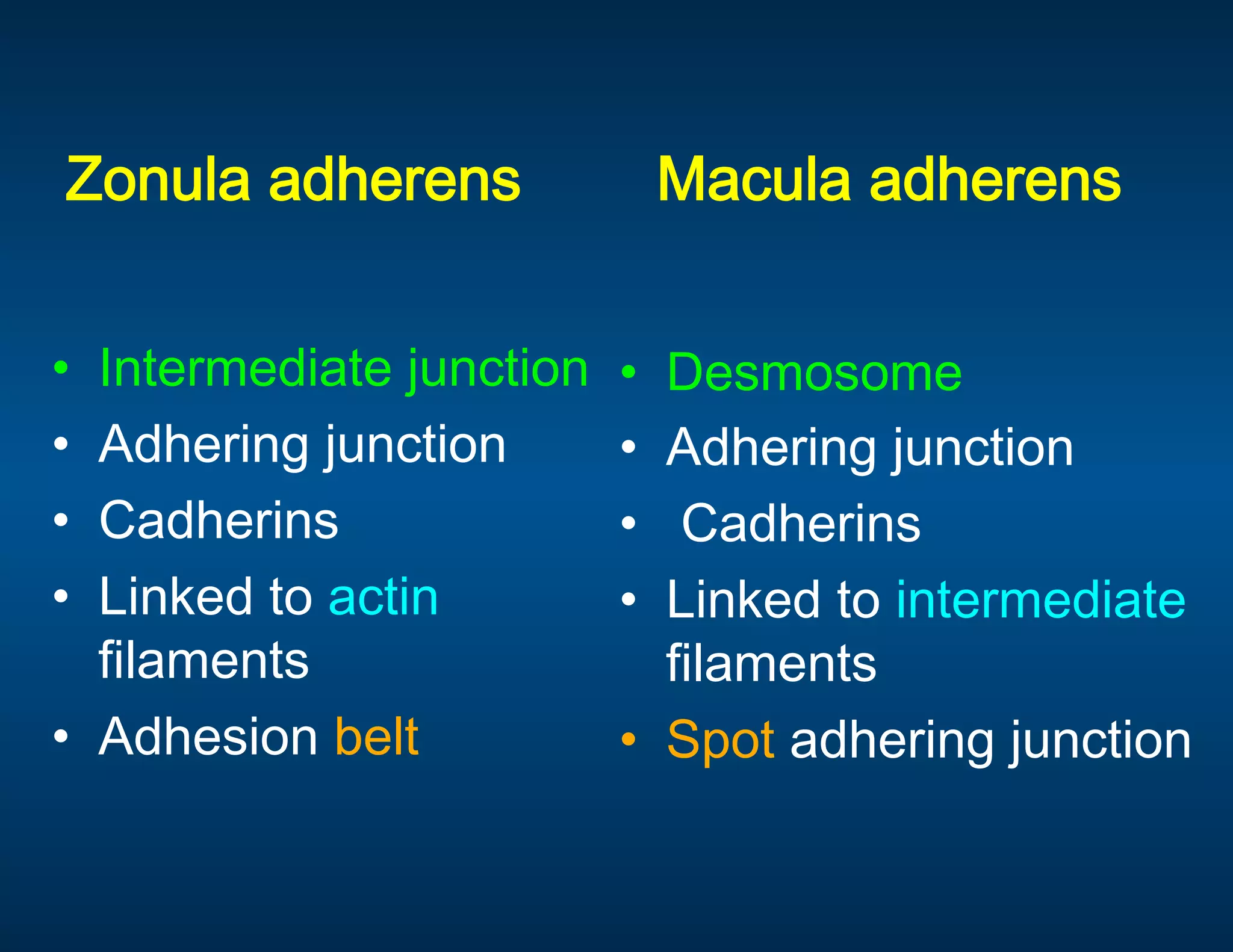   Zonula adherens        Macula adherens 
 
•  Intermediate junction    •  Desmosome 
•  Adhering junction        •  Adhering junction 
•  Cadherins                •   Cadherins 
•  Linked to actin          •  Linked to intermediate 
   filaments                   filaments 
•  Adhesion belt            •  Spot adhering junction 
                             
 