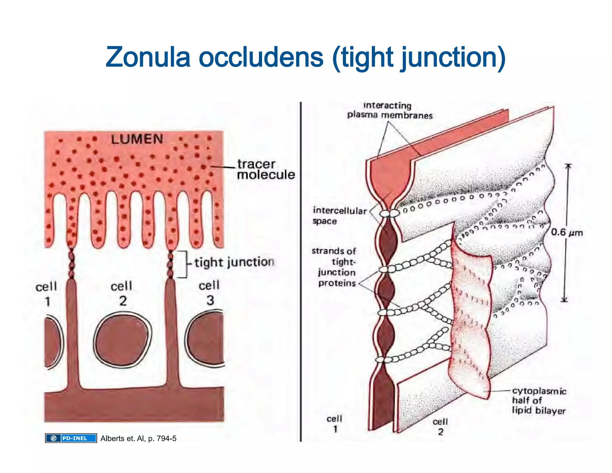Zonula occludens (tight junction)
                                  




Alberts et. Al, p. 794-5
 