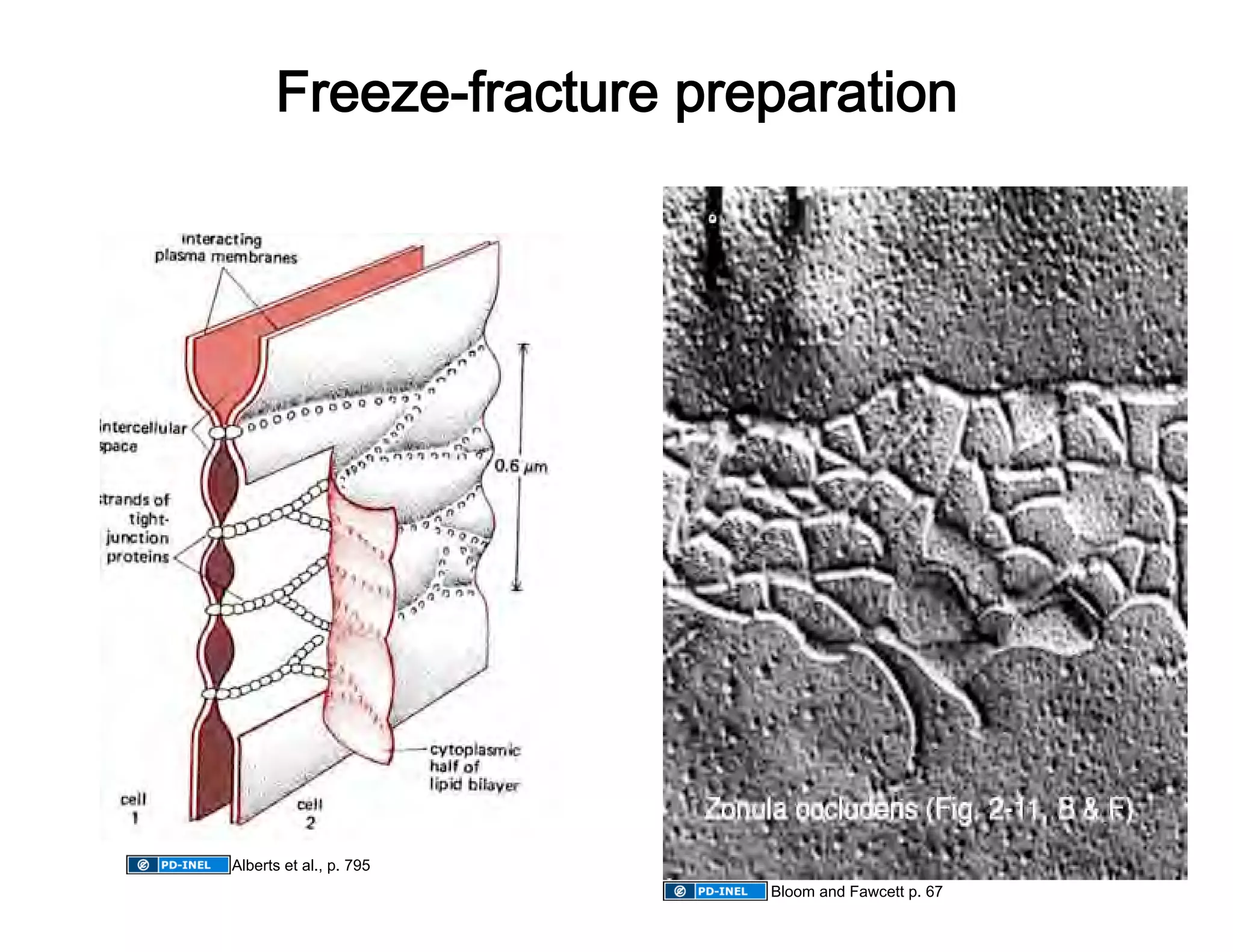 Freeze-fracture preparation 




Alberts et al., p. 795
                          Bloom and Fawcett p. 67 
 