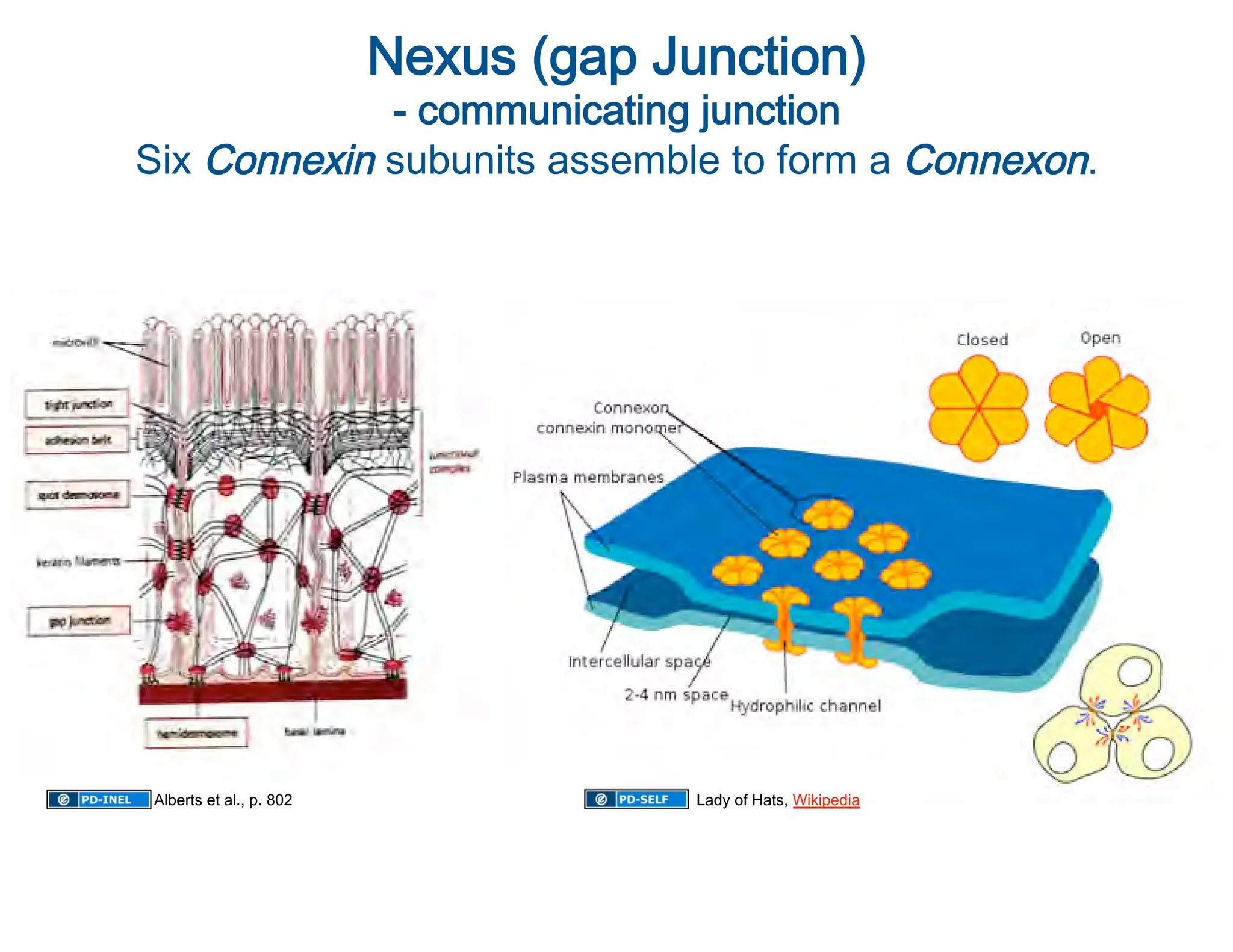  
                         Nexus (gap Junction)
             - communicating junction                   
Six Connexin subunits assemble to form a Connexon.               




Alberts et al., p. 802                Lady of Hats, Wikipedia
 