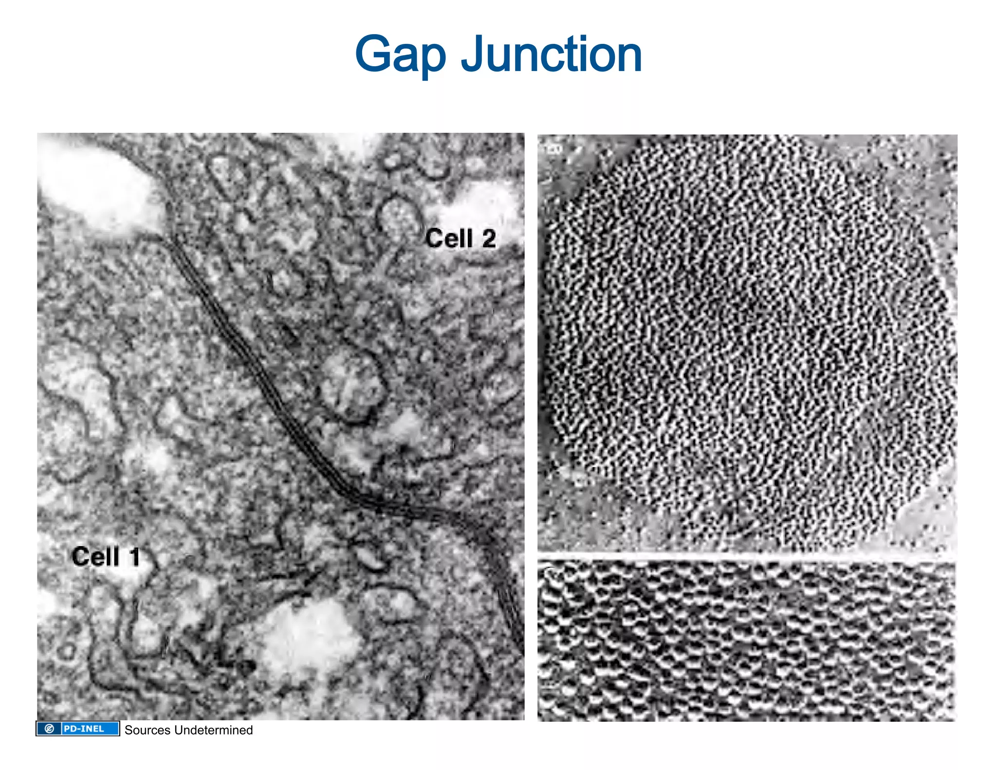 Gap Junction 




Sources Undetermined
 