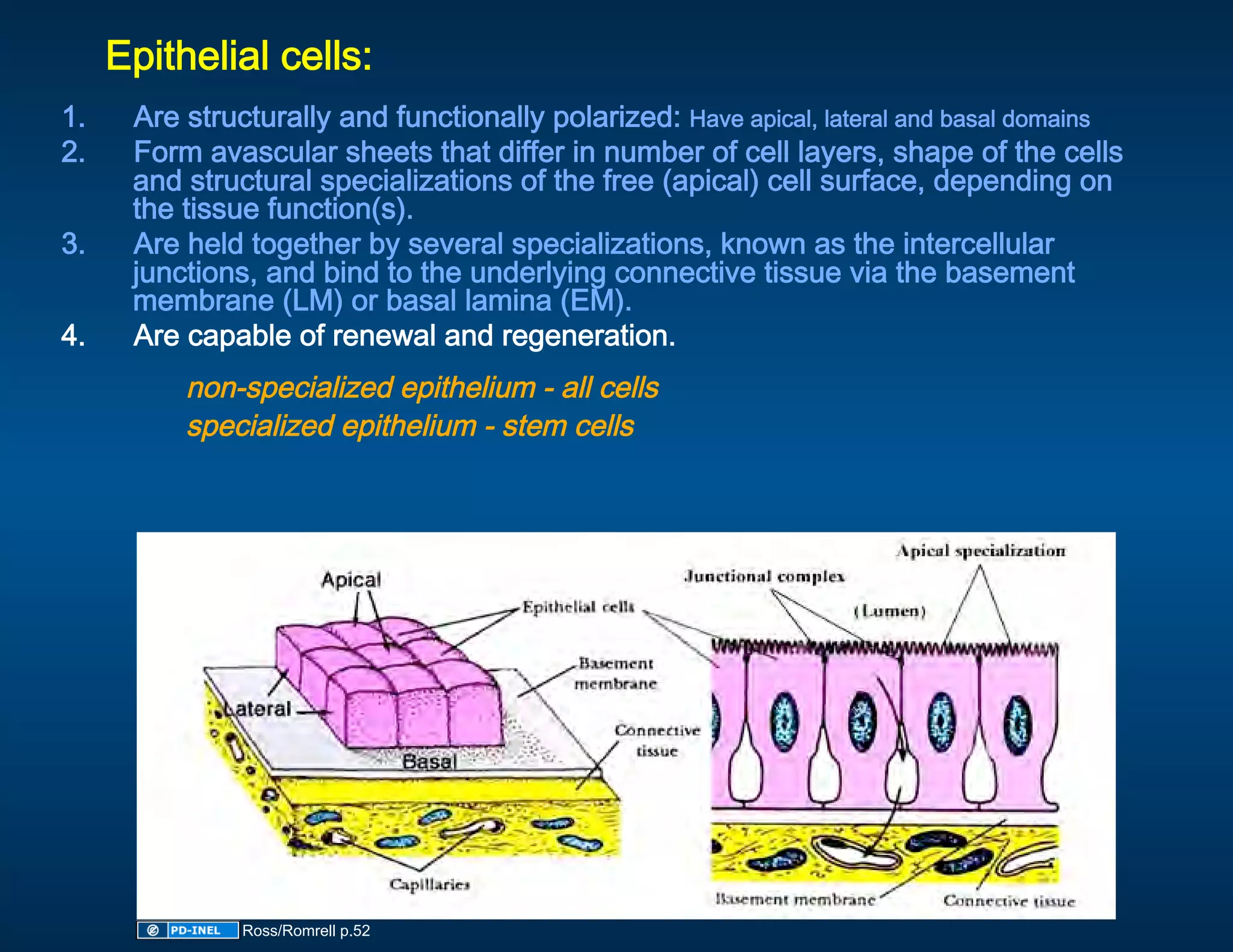 Epithelial cells: 
1.     Are structurally and functionally polarized: Have apical, lateral and basal domains  
2.     Form avascular sheets that differ in number of cell layers, shape of the cells 
       and structural specializations of the free (apical) cell surface, depending on 
       the tissue function(s). 
3.     Are held together by several specializations, known as the intercellular 
       junctions, and bind to the underlying connective tissue via the basement 
       membrane (LM) or basal lamina (EM).  
4.     Are capable of renewal and regeneration. 
          non-specialized epithelium - all cells 
          specialized epithelium - stem cells 
 




               Ross/Romrell p.52
 