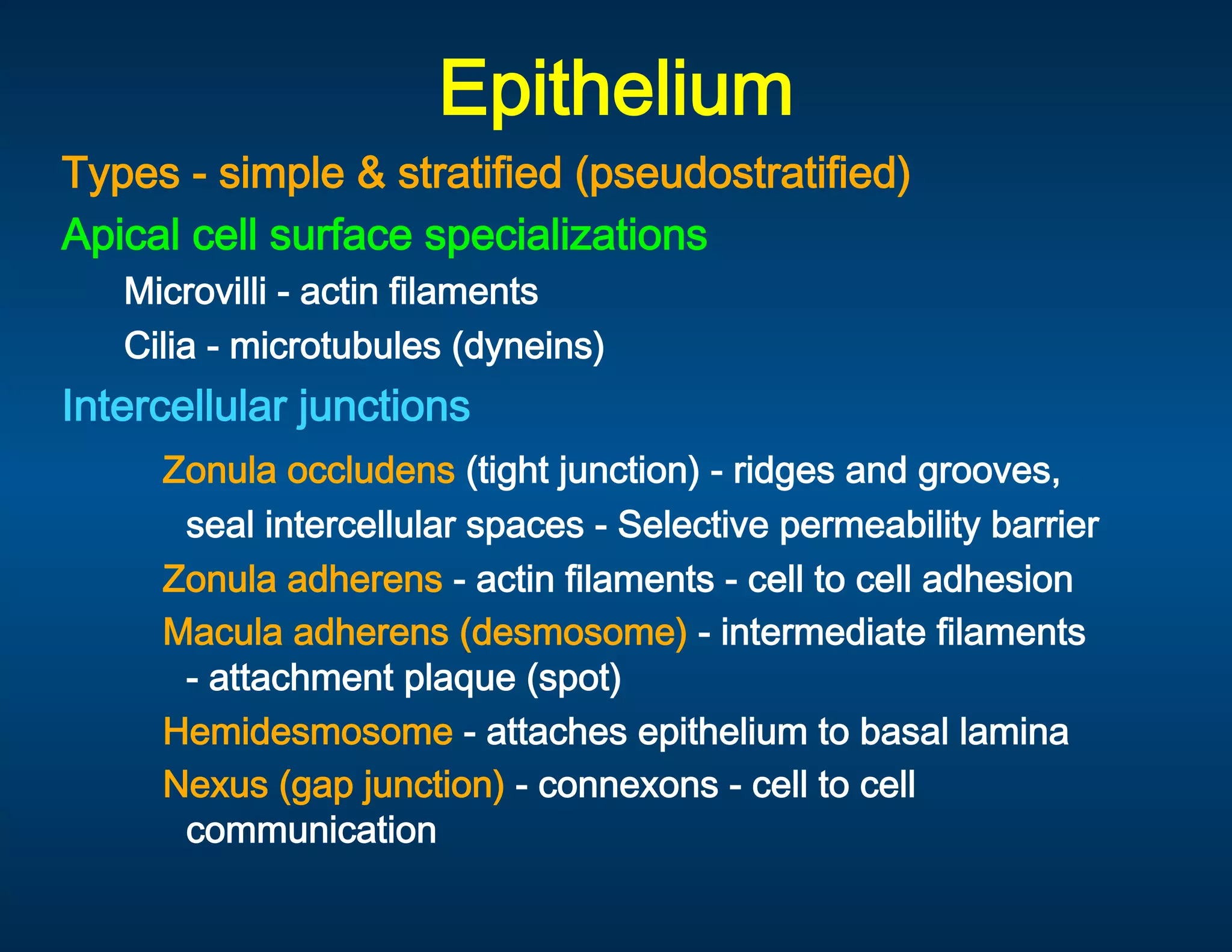 Epithelium 
Types - simple & stratified (pseudostratified) 
Apical cell surface specializations 
   Microvilli - actin filaments 
   Cilia - microtubules (dyneins) 
Intercellular junctions 
      Zonula occludens (tight junction) - ridges and grooves, 
        seal intercellular spaces - Selective permeability barrier 
      Zonula adherens - actin filaments - cell to cell adhesion 
      Macula adherens (desmosome) - intermediate filaments             
        - attachment plaque (spot) 
      Hemidesmosome - attaches epithelium to basal lamina 
      Nexus (gap junction) - connexons - cell to cell                  
        communication 
 