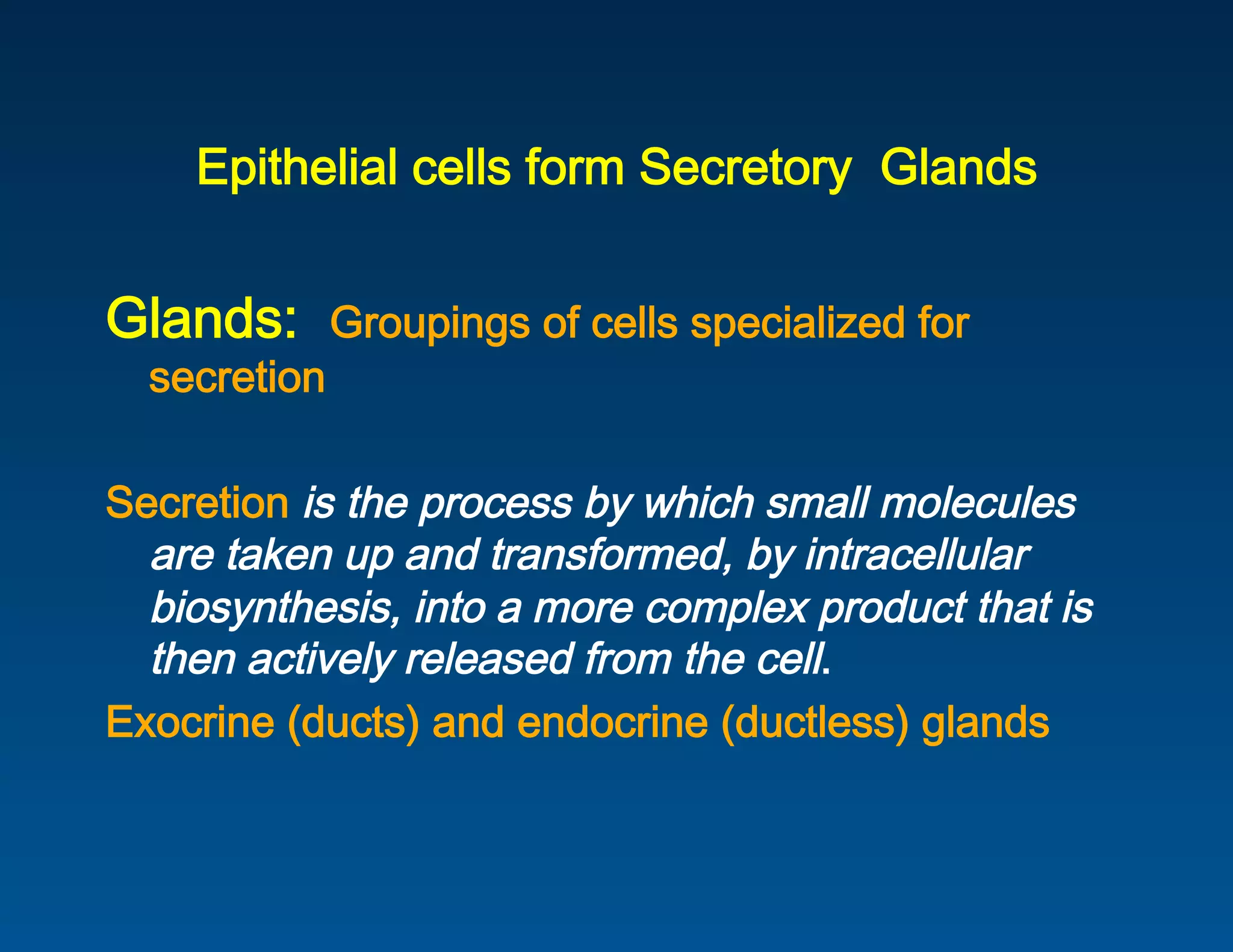 Epithelial cells form Secretory  Glands
                                           


Glands:  Groupings of cells specialized for 
  secretion 
 
Secretion is the process by which small molecules 
  are taken up and transformed, by intracellular 
  biosynthesis, into a more complex product that is 
  then actively released from the cell. 
Exocrine (ducts) and endocrine (ductless) glands 
 