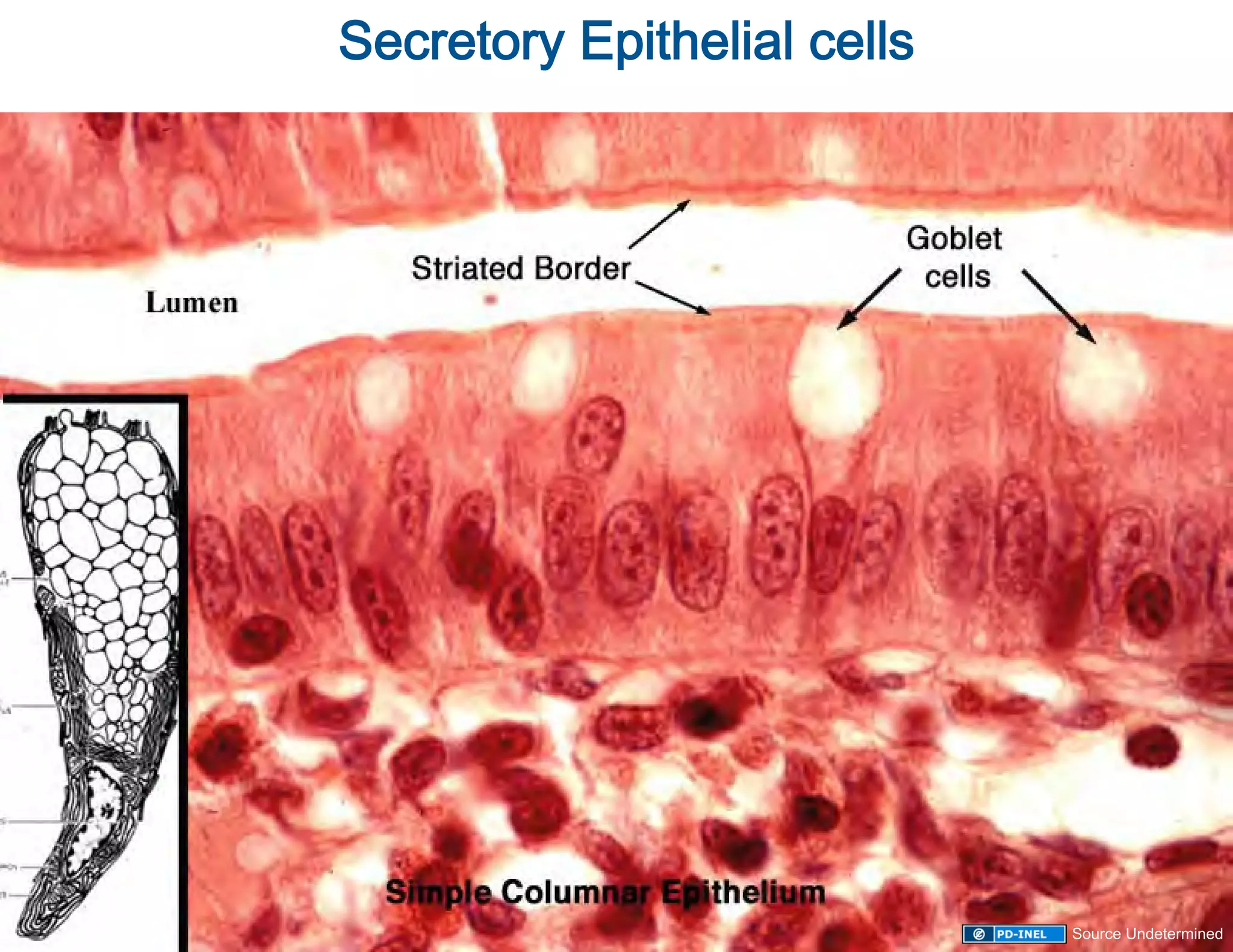 Secretory Epithelial cells
                          




                             Source Undetermined
 