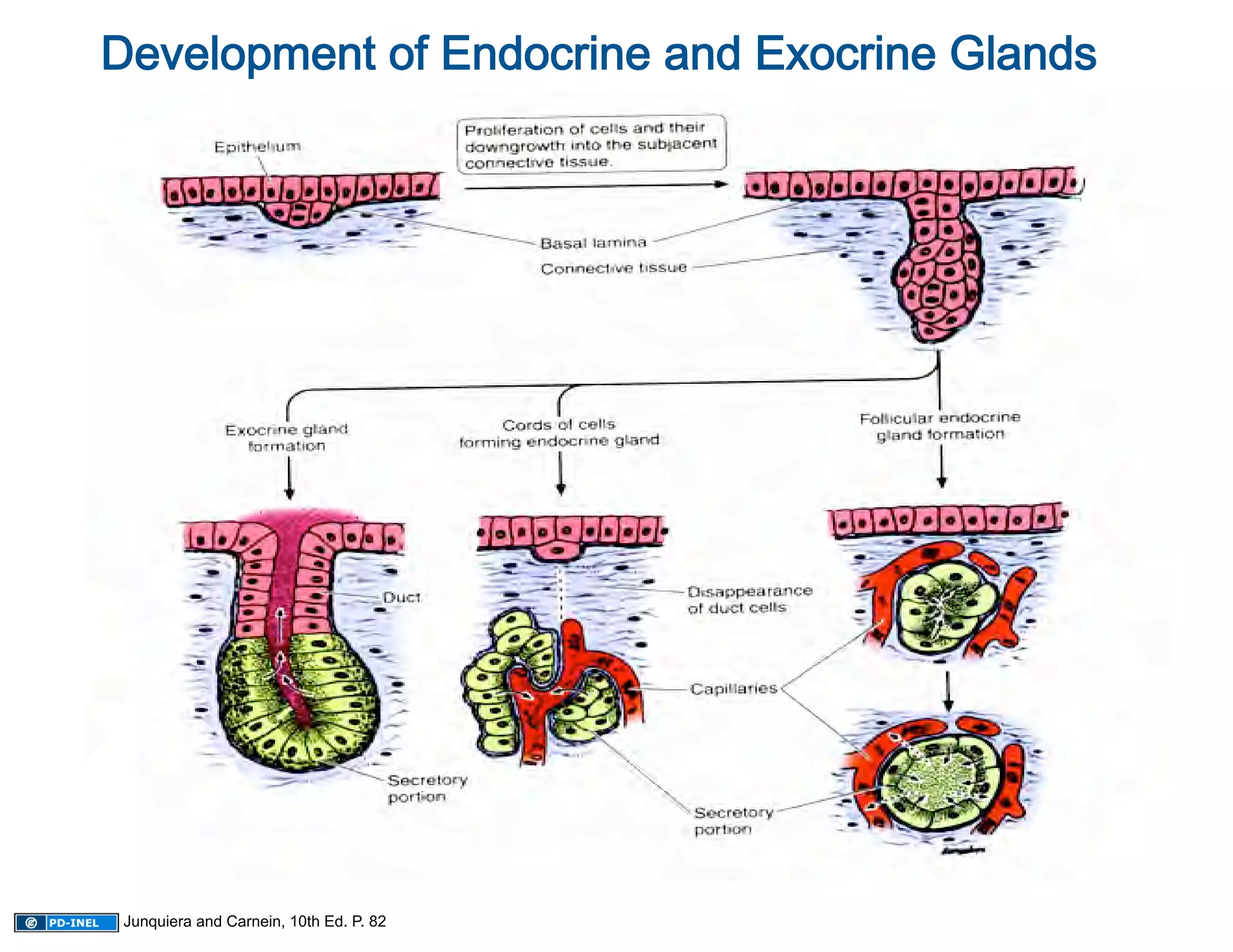 Development of Endocrine and Exocrine Glands 
                                                      
                                                      




 Junquiera and Carnein, 10th Ed. P. 82
 