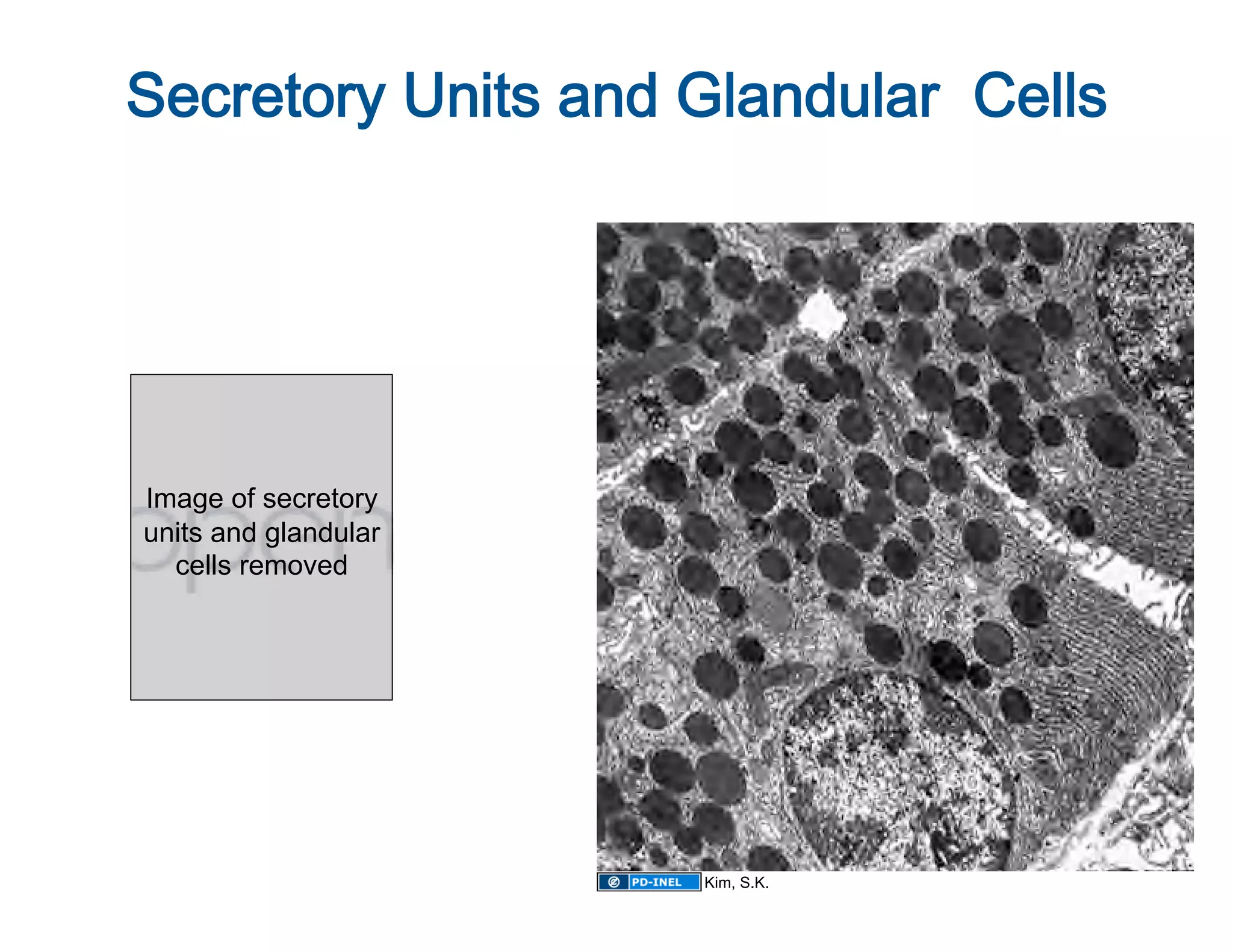 
Secretory Units and Glandular  Cells




Image of secretory
units and glandular
  cells removed




                      Kim, S.K.
 