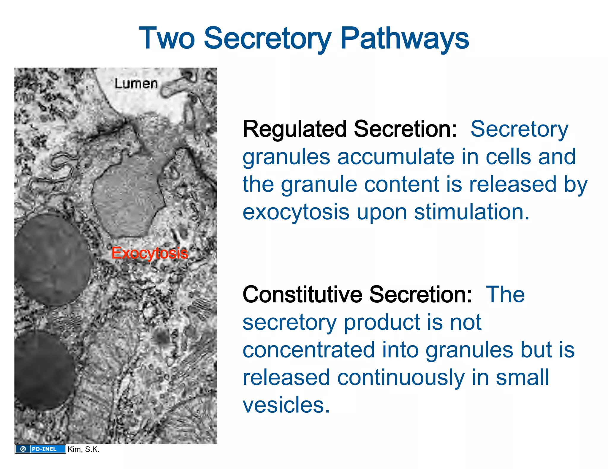 Two Secretory Pathways
                                     

                         Regulated Secretion:  Secretory 
                         granules accumulate in cells and 
                         the granule content is released by 
                         exocytosis upon stimulation. 
            Exocytosis
                          
                         Constitutive Secretion:  The 
                         secretory product is not 
                         concentrated into granules but is 
                         released continuously in small 
                         vesicles. 
Kim, S.K.
 