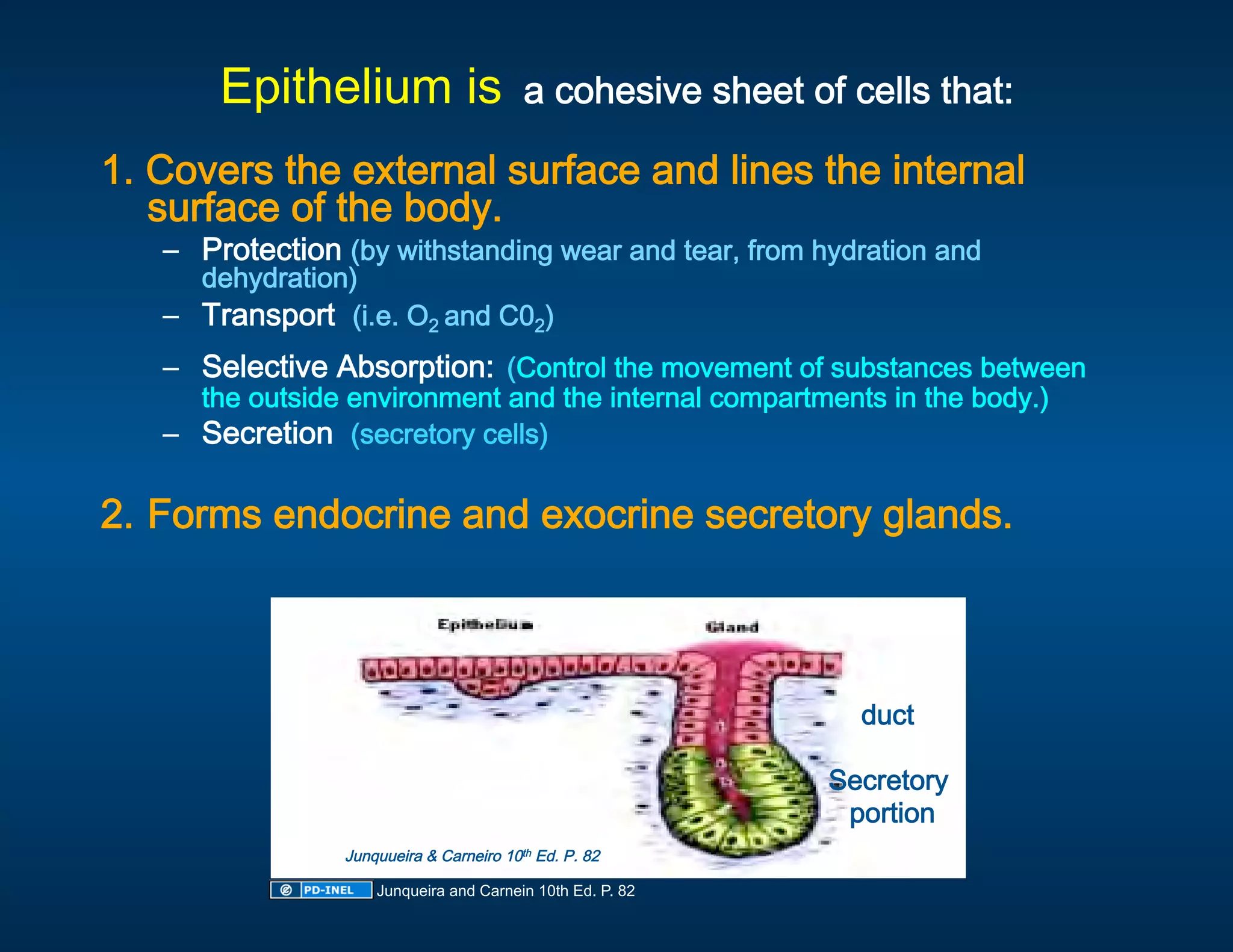 Epithelium is a cohesive sheet of cells that:
                                                     

1. Covers the external surface and lines the internal 
   surface of the body. 
    –  Protection (by withstanding wear and tear, from hydration and 
       dehydration) 
    –  Transport  (i.e. O2 and C02) 
    –  Selective Absorption: (Control the movement of substances between 
       the outside environment and the internal compartments in the body.) 
    –  Secretion  (secretory cells) 
     
2. Forms endocrine and exocrine secretory glands. 
 




                                                               duct
                                                                   

                                                             Secretory 
                                                              portion 
                  Junquueira & Carneiro 10th Ed. P. 82 

                      Junqueira and Carnein 10th Ed. P. 82
 