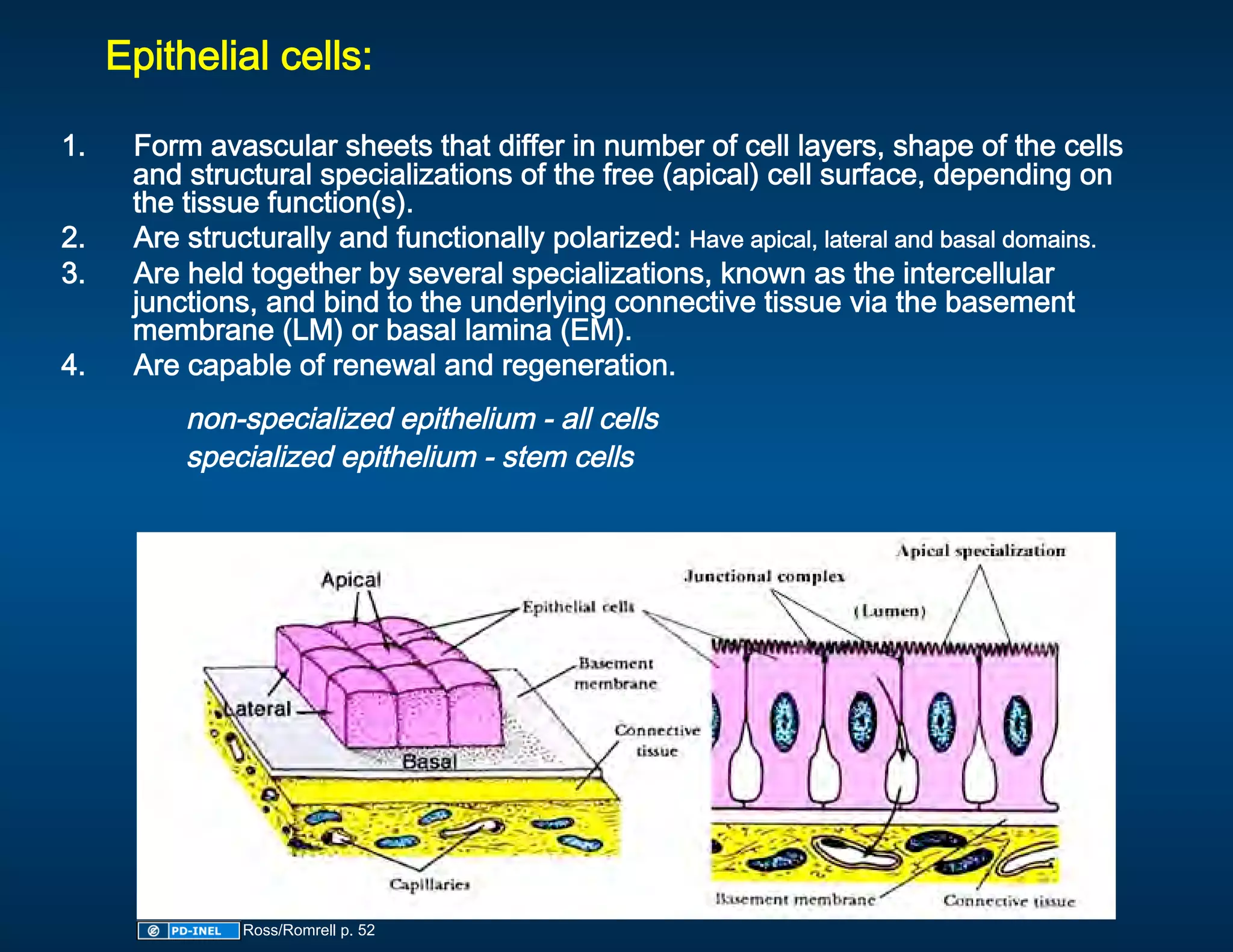 Epithelial cells: 
  
1.     Form avascular sheets that differ in number of cell layers, shape of the cells 
       and structural specializations of the free (apical) cell surface, depending on 
       the tissue function(s). 
2.     Are structurally and functionally polarized: Have apical, lateral and basal domains. 
3.     Are held together by several specializations, known as the intercellular 
       junctions, and bind to the underlying connective tissue via the basement 
       membrane (LM) or basal lamina (EM).  
4.     Are capable of renewal and regeneration. 
          non-specialized epithelium - all cells 
          specialized epithelium - stem cells 
 




                Ross/Romrell p. 52
 