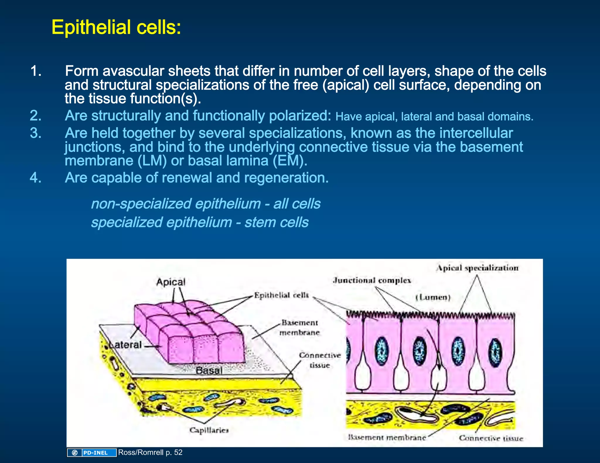 Epithelial cells: 
  
1.     Form avascular sheets that differ in number of cell layers, shape of the cells 
       and structural specializations of the free (apical) cell surface, depending on 
       the tissue function(s). 
2.     Are structurally and functionally polarized: Have apical, lateral and basal domains. 
3.     Are held together by several specializations, known as the intercellular 
       junctions, and bind to the underlying connective tissue via the basement 
       membrane (LM) or basal lamina (EM).  
4.     Are capable of renewal and regeneration. 
          non-specialized epithelium - all cells 
          specialized epithelium - stem cells 
 




                Ross/Romrell p. 52
 