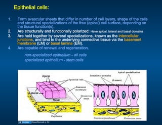 09.08.08: Epithelium | PDF