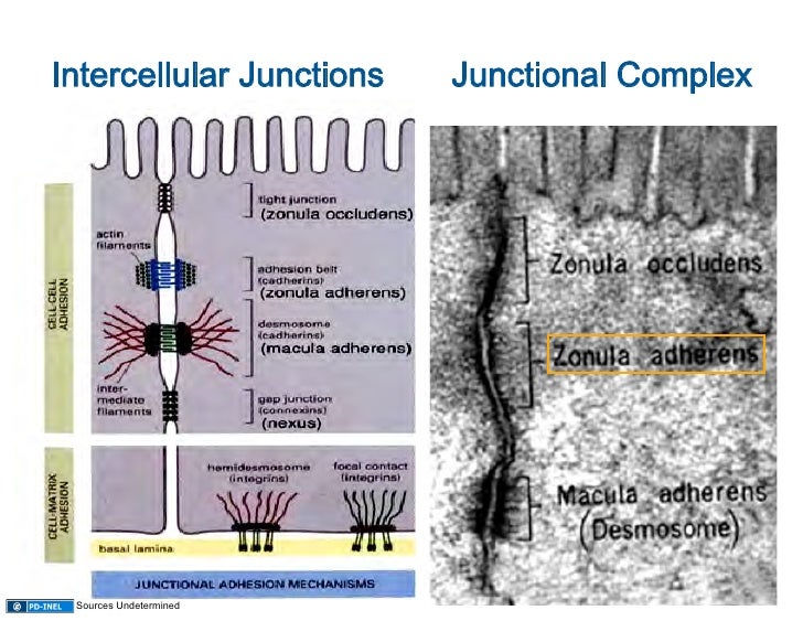 09.08.08 Epithelium