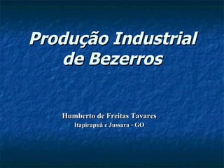 Produção Industrial de Bezerros Humberto de Freitas Tavares Itapirapuã e Jussara - GO 