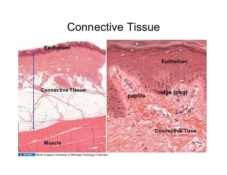 09.10.08 Connective Tissue
