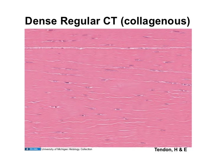 images Dense Regular Connective Tissue Vs Smooth Muscle Histology 09 10 08 connective tissue