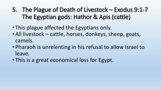 5. The Plague of Death of Livestock – Exodus 9:1-7
The Egyptian gods: Hathor & Apis (cattle)
•This plague affected the Egyptians only.
•All livestock – cattle, horses, donkeys, sheep, goats,
camels.
•Pharaoh is unrelenting in his refusal to allow Israel to
leave.
•This is a great economical loss for Egypt.
 