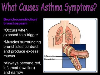 What Causes Asthma Symptoms? Bronchoconstriction/ bronchospasm Occurs when exposed to a trigger Muscles surrounding bronchioles contract and produce excess mucus Airways become red, inflamed (swollen) and narrow 