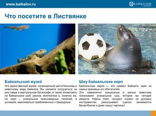 www.baikalov.ru


Что посетите в Листвянке




Байкальский музей                                       Шоу байкальских нерп
Это единственный музей, посвященный растительному и     Байкальская нерпа — это символ Байкала, один из
животному миру Байкала. Вы сможете погрузиться на       самых красивых его обитателей.
дно озера в виртуальном батискафе, а также посмотреть   Эти невероятно грациозные и умные животные
на байкальских рыб, рачков, моллюсков и, конечно же,    показывают уникальное шоу, которое вы сегодня
на нерп – уникальных пресноводных тюленей, в            увидите. Нерпы поют, танцуют, играют на духовых
условиях, максимально приближенных к природным.         инструментах,   разыгрывают    сценки, занимаются
                                                        баскетболом и даже пишут картины!
 