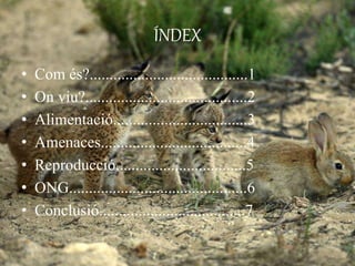 ÍNDEX
• Com és?........................................1
• On viu?.........................................2
• Alimentació..................................3
• Amenaces.....................................4
• Reproducció.................................5
• ONG.............................................6
• Conclusió.....................................7
 