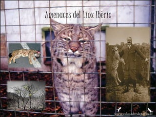 Amenaces del Linx Ibèric
 