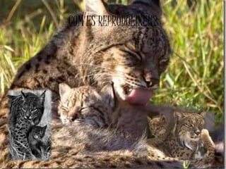 COM ES REPRODUEIXEN?
 