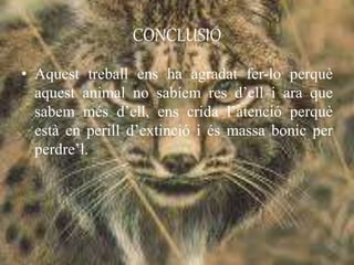 CONCLUSIÓ
• Aquest treball ens ha agradat fer-lo perquè
aquest animal no sabíem res d’ell i ara que
sabem més d’ell, ens crida l’atenció perquè
està en perill d’extinció i és massa bonic per
perdre’l.
 