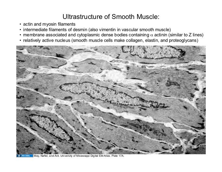 09.15.08 Muscle Tissue