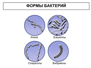Бактерии и их названия 5 класс. Группы бактерий. Группа четырех бактерии. Группы бактерий по типу. Название группы микроорганизмов