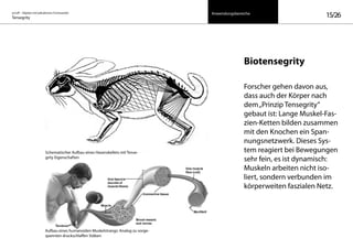 on/off – Objekte mit kalkuliertem Formwandel
Tensegrity 15/26
Biotensegrity
Forscher gehen davon aus,
dass auch der Körper nach
dem„Prinzip Tensegrity“
gebaut ist: Lange Muskel-Fas-
zien-Ketten bilden zusammen
mit den Knochen ein Span-
nungsnetzwerk. Dieses Sys-
tem reagiert bei Bewegungen
sehr fein, es ist dynamisch:
Muskeln arbeiten nicht iso-
liert, sondern verbunden im
körperweiten faszialen Netz.
Schematischer Aufbau eines Hasenskellets mit Tense-
grity Eigenschaften
Aufbau eines humanoiden Muskelstrangs: Analog zu vorge-
spannten druckschlaffen Stäben
Anwendungsbereiche
 