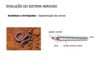 SISTEMA NERVOSO: EVOLUÇÃO E ORGANIZAÇÃO | PDF