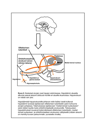 Kuva 2. Keskeiset aivojen osat hajujen aistimisessa. Hajukäämin alueelta
alkunsa saavat aksonit ulottuvat monille eri alue...