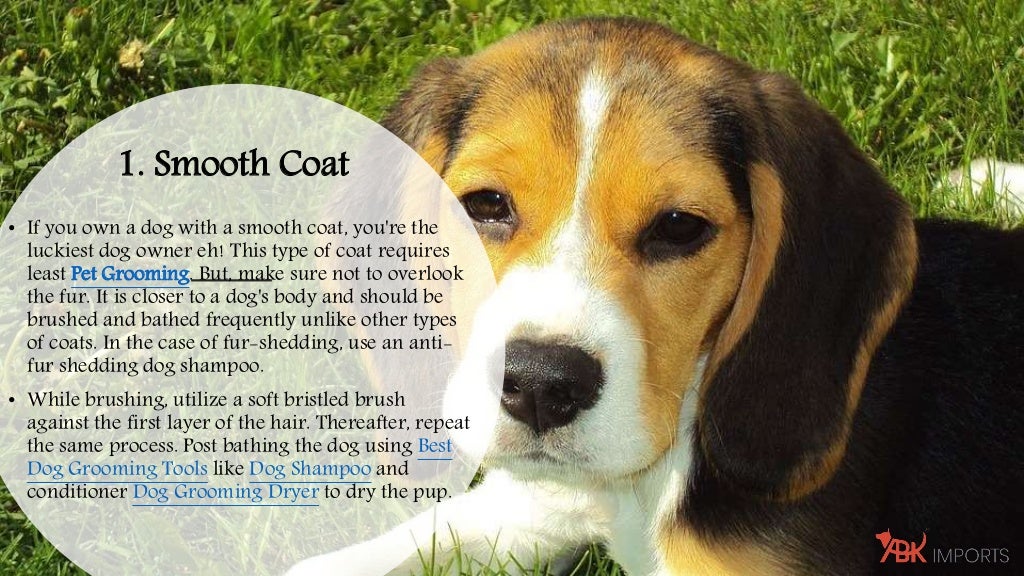 An Introduction About The 5 Types of Dog Fur Coats