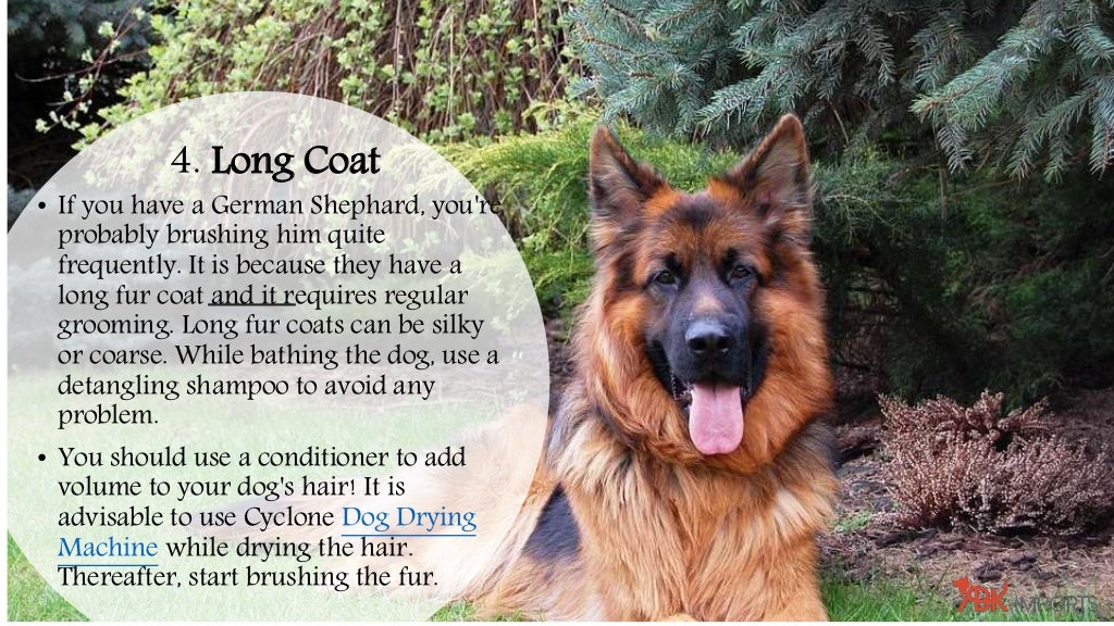 An Introduction About The 5 Types of Dog Fur Coats