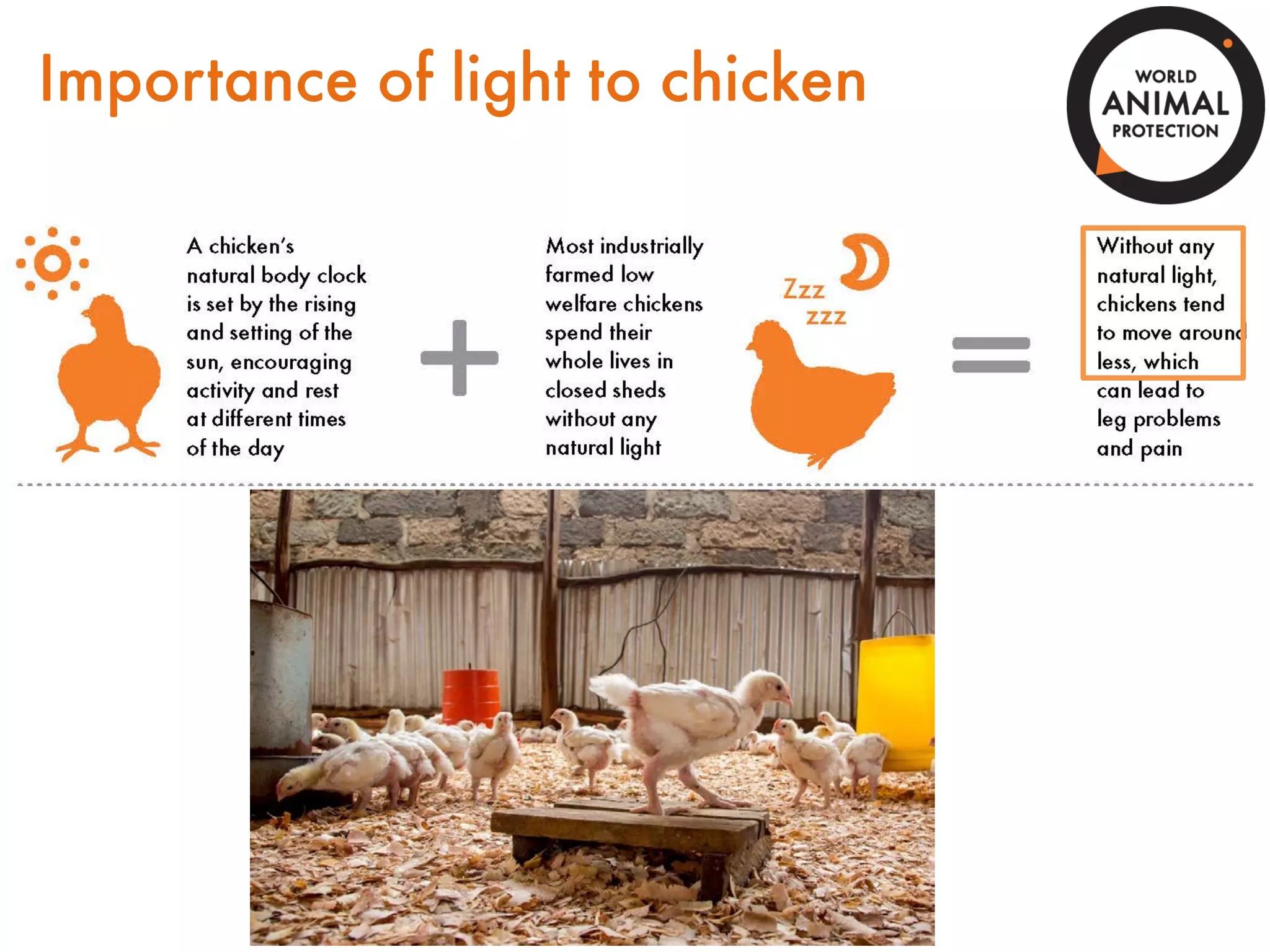 Humane and sustainable poultry farming | PPT