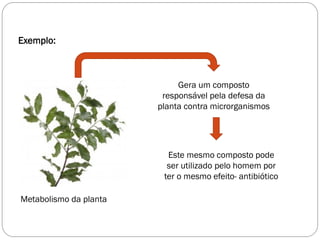Exemplo:
Gera um composto
responsável pela defesa da
planta contra microrganismos
Este mesmo composto pode
ser utilizado pelo homem por
ter o mesmo efeito- antibiótico
Metabolismo da planta
 