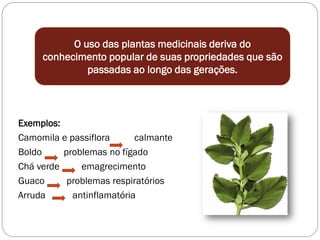 Exemplos:
Camomila e passiflora calmante
Boldo problemas no fígado
Chá verde emagrecimento
Guaco problemas respiratórios
Arruda antinflamatória
O uso das plantas medicinais deriva do
conhecimento popular de suas propriedades que são
passadas ao longo das gerações.
 