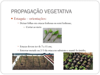 PROPAGAÇÃO VEGETATIVA
 Estaquia – orientações:
 Deixar folhas em estacas lenhosas ou semi lenhosas;
o Cortar ao meio
 Estacas devem ter de 7 a 15 cm;
 Enterrar metade ou 2/3 da estaca no substrato e mantê-lo úmido;
 